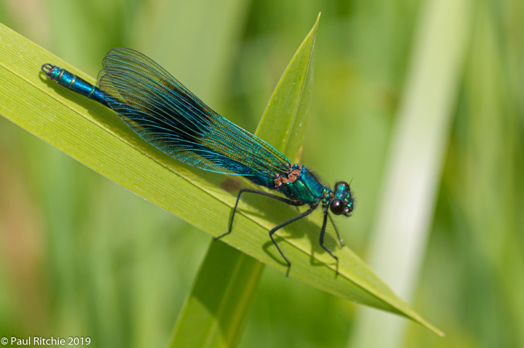 Banded Demoiselle (Calopteryx splendens) - male