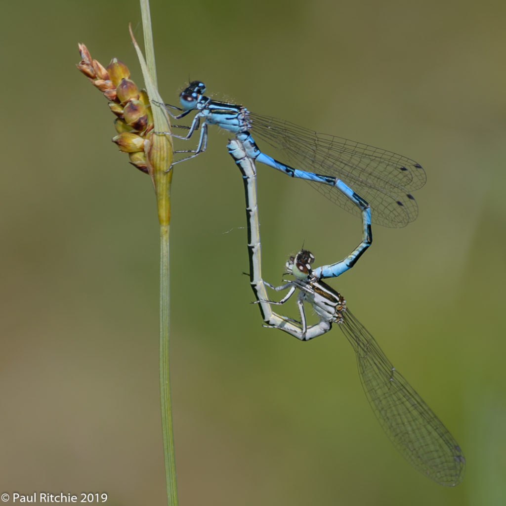 Southern Damselfly (Coenagrion mercuriale) - pair in-cop