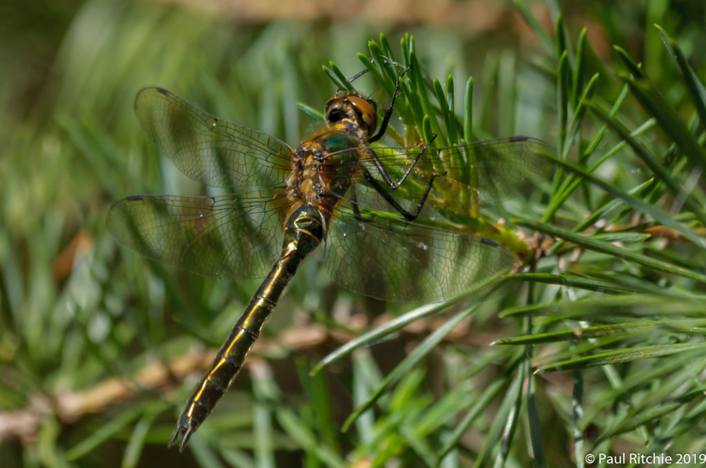 Downy Emerald (Cordulia aenea) - immature female