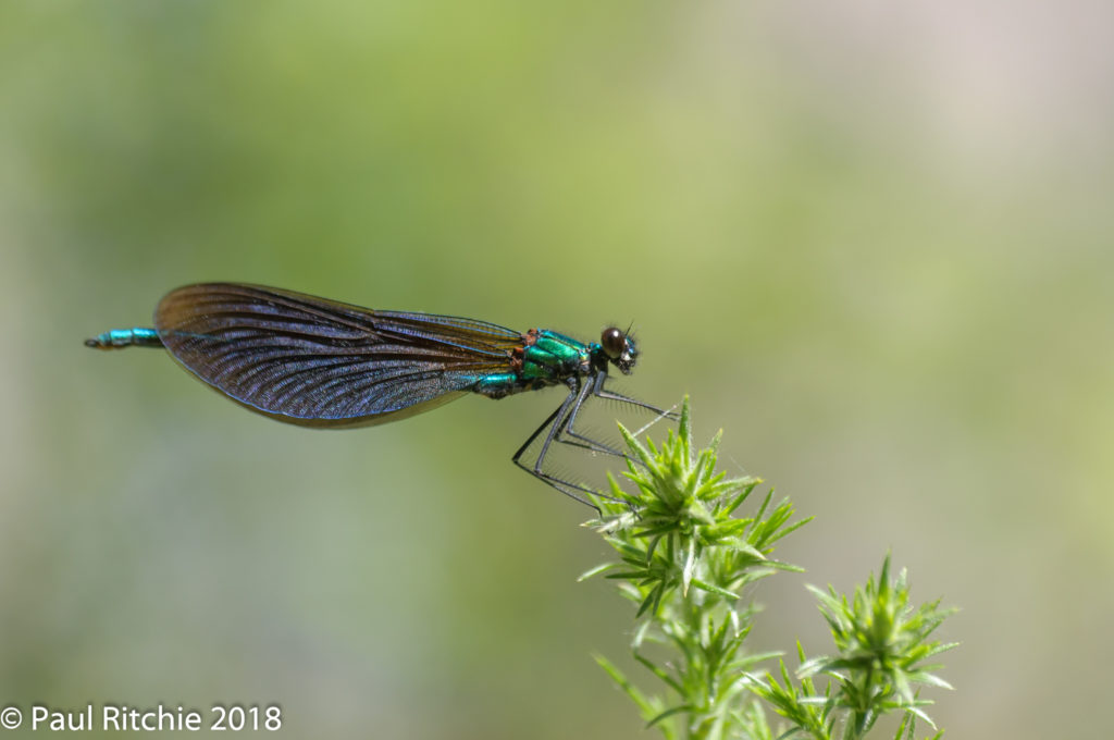 Beautiful Demoiselle ( Calopteryx virgo) - male