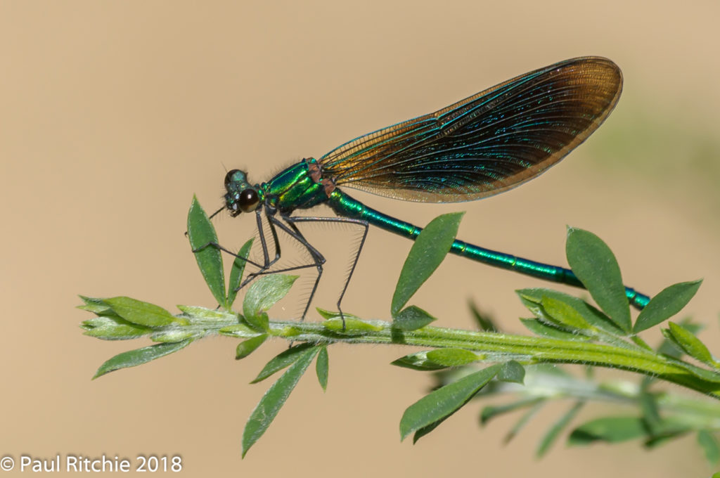 Beautiful Demoiselle ( Calopteryx virgo) - male