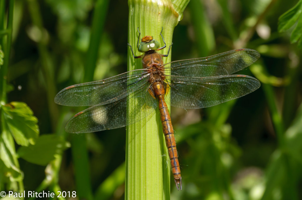 Green-eyed (Norfolk) Hawker (Aeshna isosceles) - male