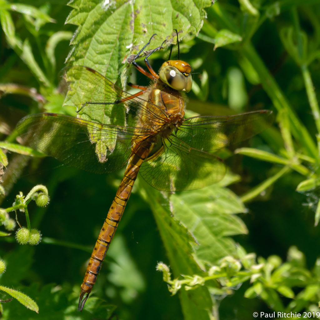 Green-eyed (Norfolk) Hawker (Aeshna isosceles) - male