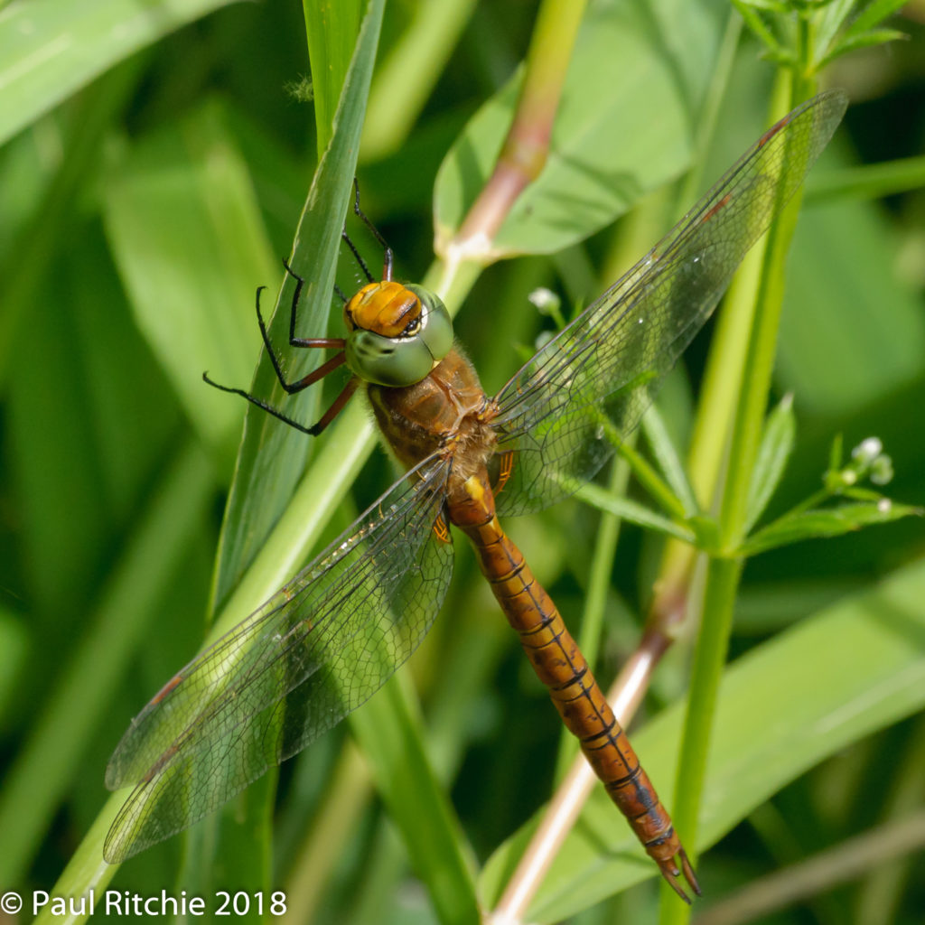 Green-eyed (Norfolk) Hawker (Aeshna isosceles) - male