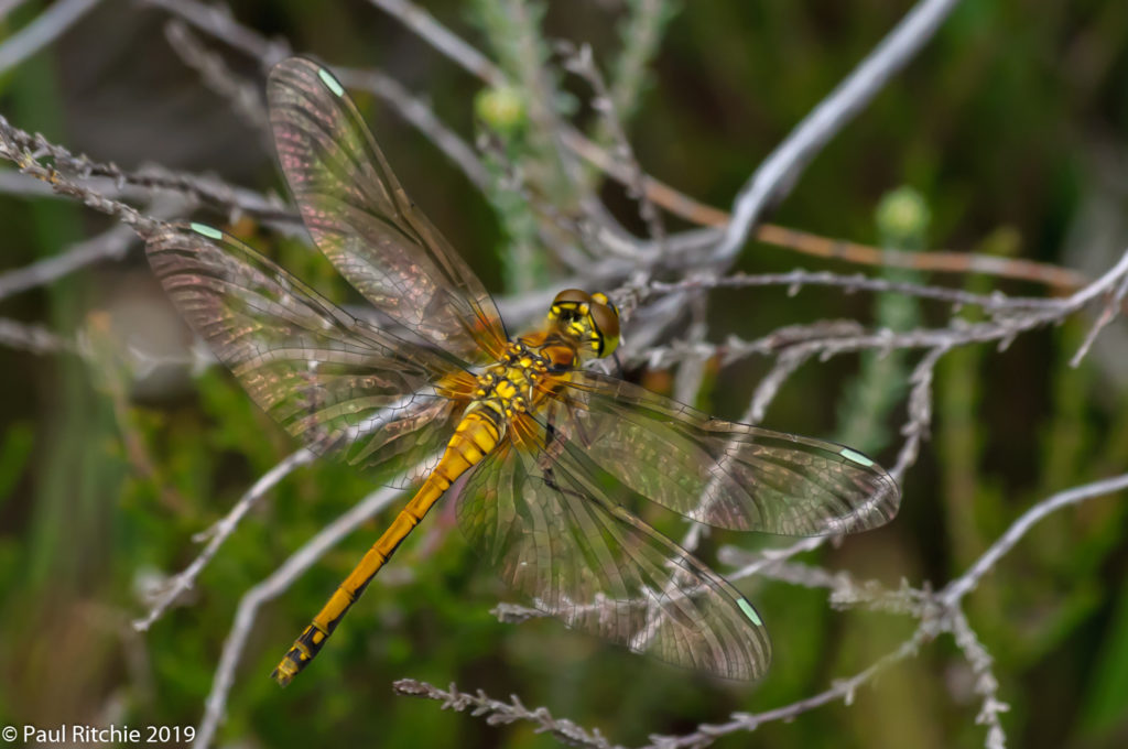 Black Darter (Sympetrum danae) - teneral female