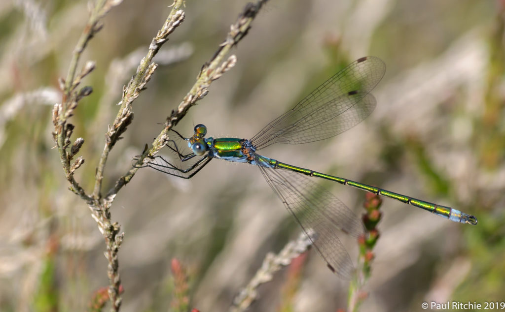 Common Emerald Damselfly (Lestes sponsa) - male