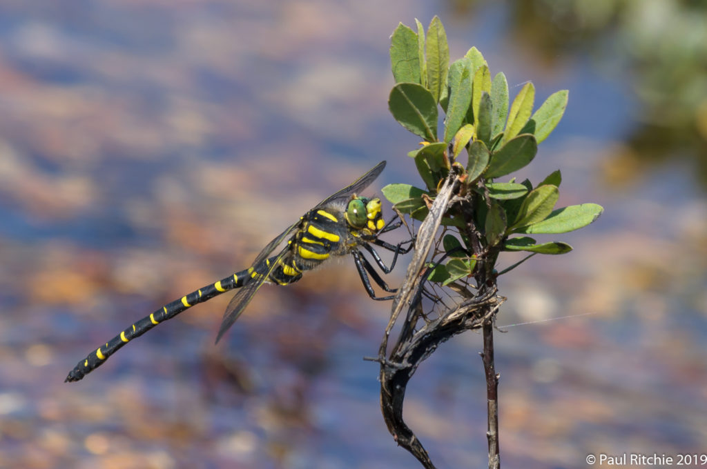 Golden-ringed Dragonfly (Cordulegaster boltonii) - male