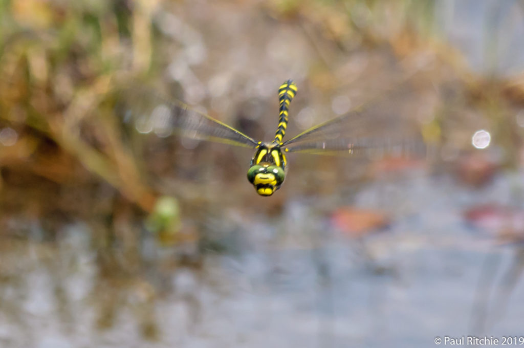 Golden-ringed Dragonfly (Cordulegaster boltonii) - male