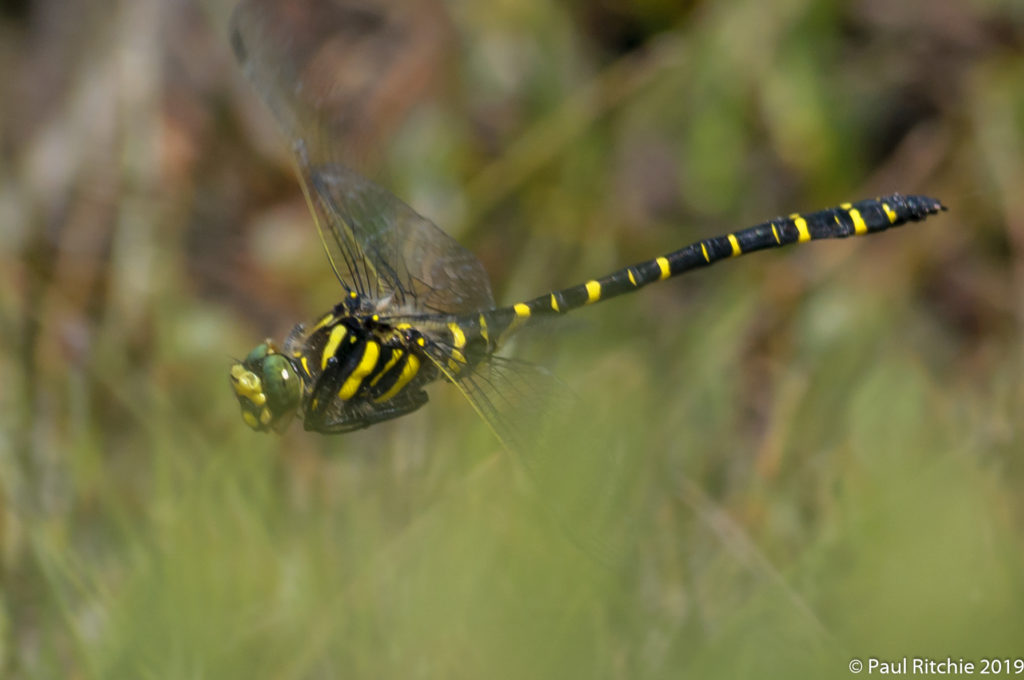 Golden-ringed Dragonfly (Cordulegaster boltonii) - male