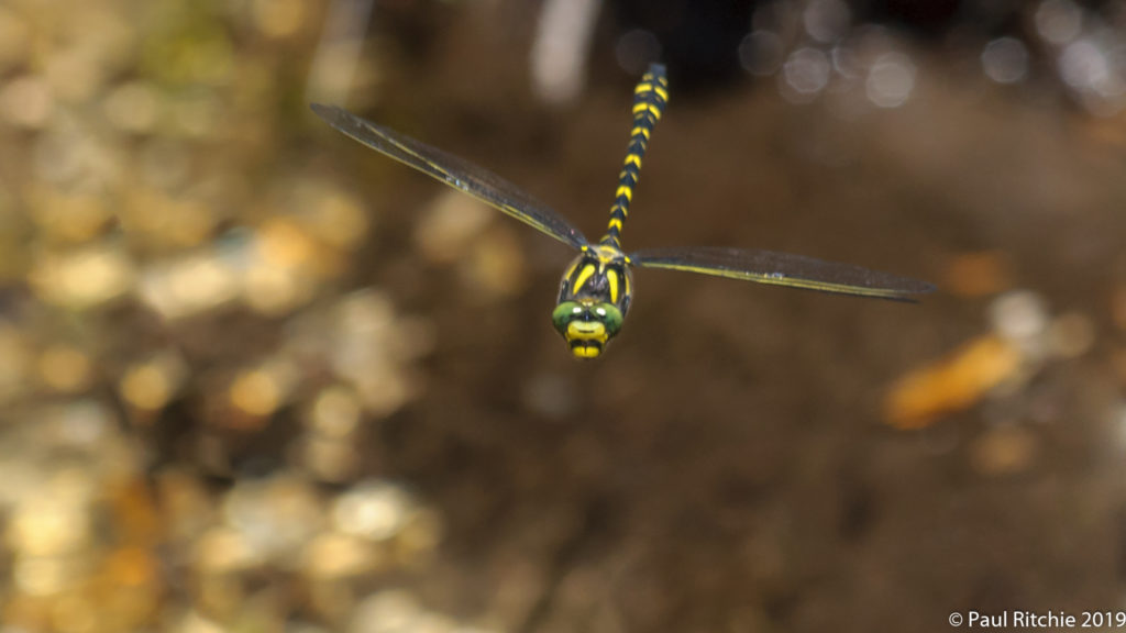 Golden-ringed Dragonfly (Cordulegaster boltonii) - male