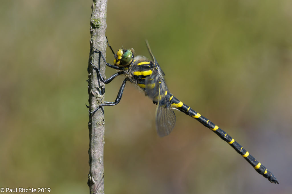 Golden-ringed Dragonfly (Cordulegaster boltonii) - male