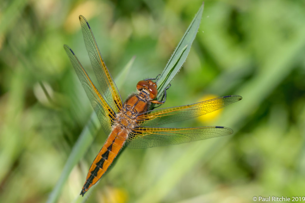 Scarce Chaser (Libellula fulva) - immature female