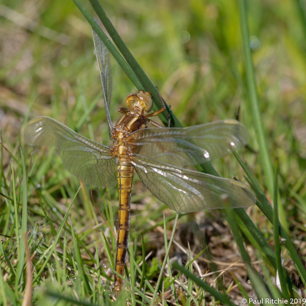 Orthetrum coerulescens (Orthetrum coerulescens) - teneral male