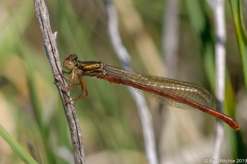 Small Red Damselfly (Ceriagrion tenellum) - immature male