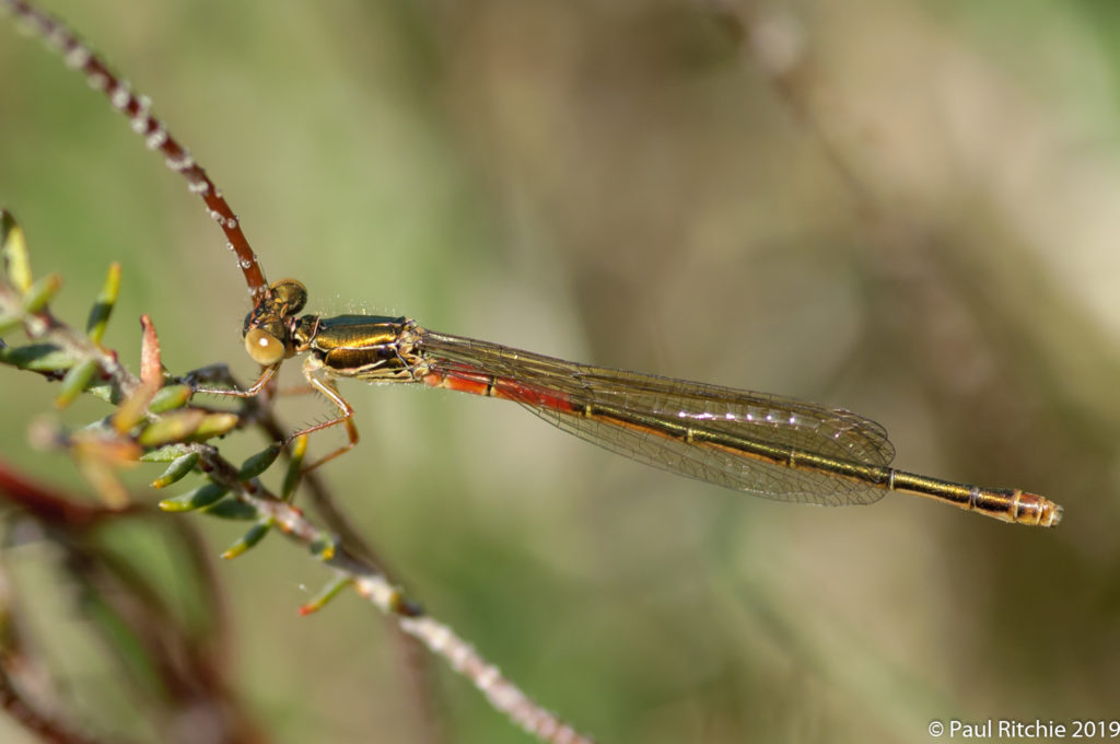 Small Red Damselfly (Ceriagrion tenellum) - immature female