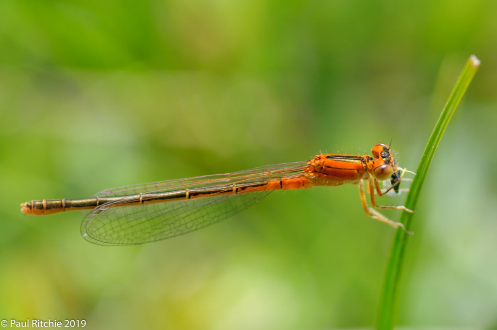 Scarce Blue-tailed Damselfly (Ischnura pumilio) - immature female aurantiaca phase