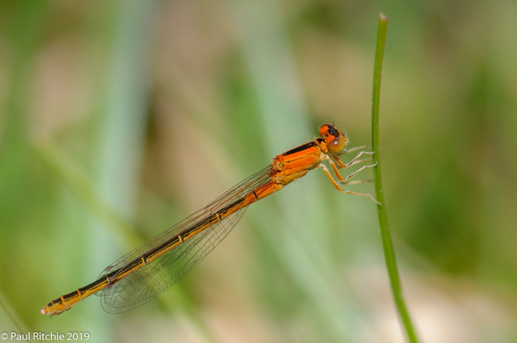 Scarce Blue-tailed Damselfly (Ischnura pumilio) - immature female aurantiaca phase