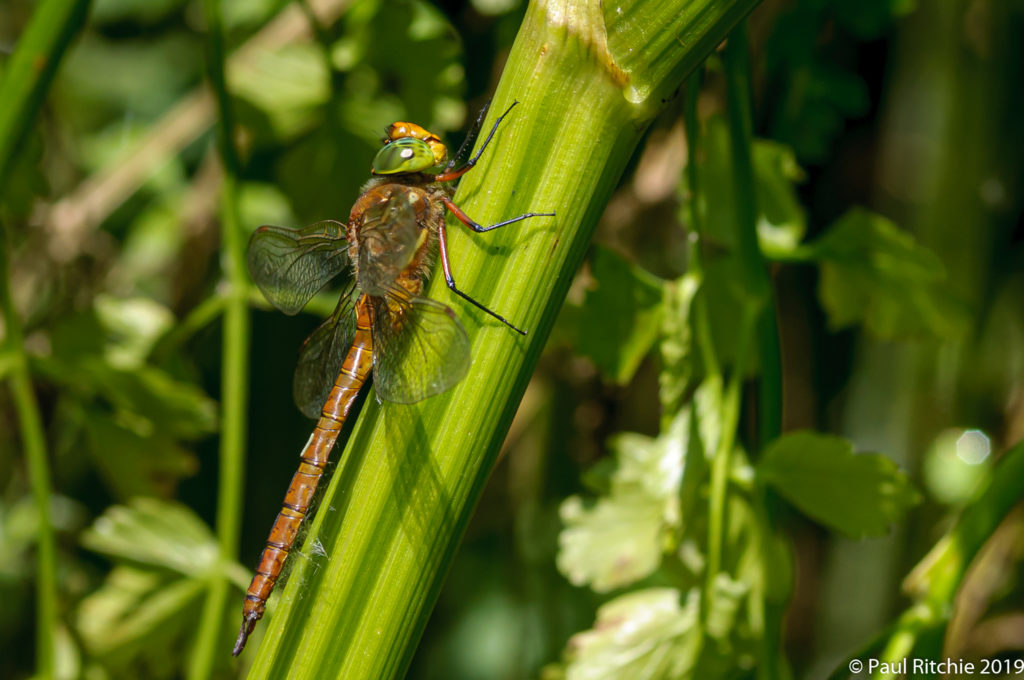 Green-eyed (Norfolk) Hawker (Aeshna isosceles) - male