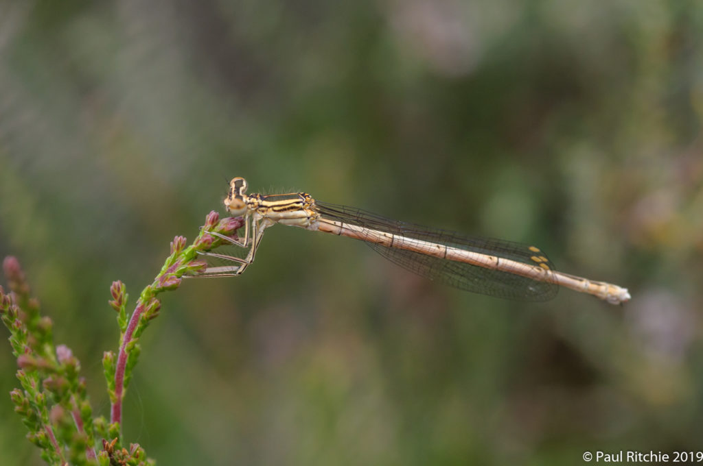 White-legged Damselfly ( Platycnemis pennipes) - immature female