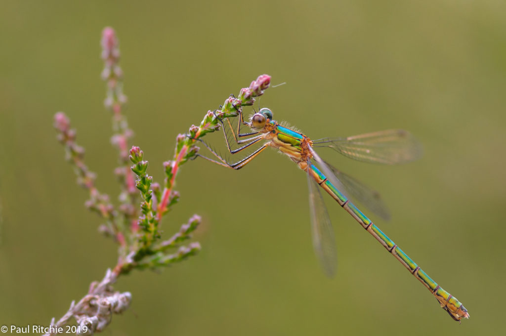 Common Emerald (Lestes sponsa) - female