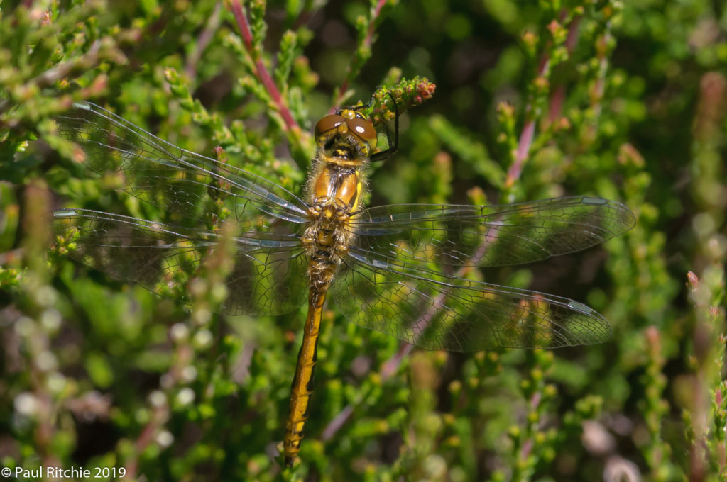 Black Darter (Sympetrum danae) - teneral male