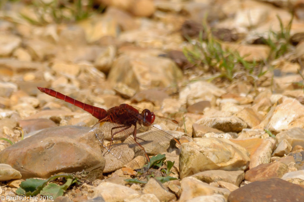 Scarlet Darter (Crocothemis erythraea) - male