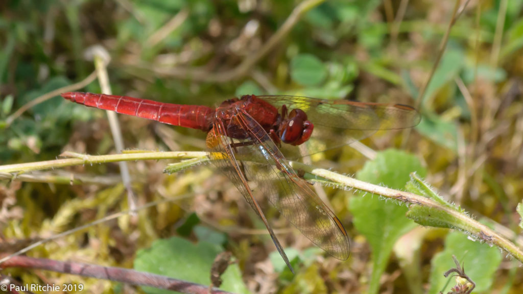 Scarlet Darter (Crocothemis erythraea) - male