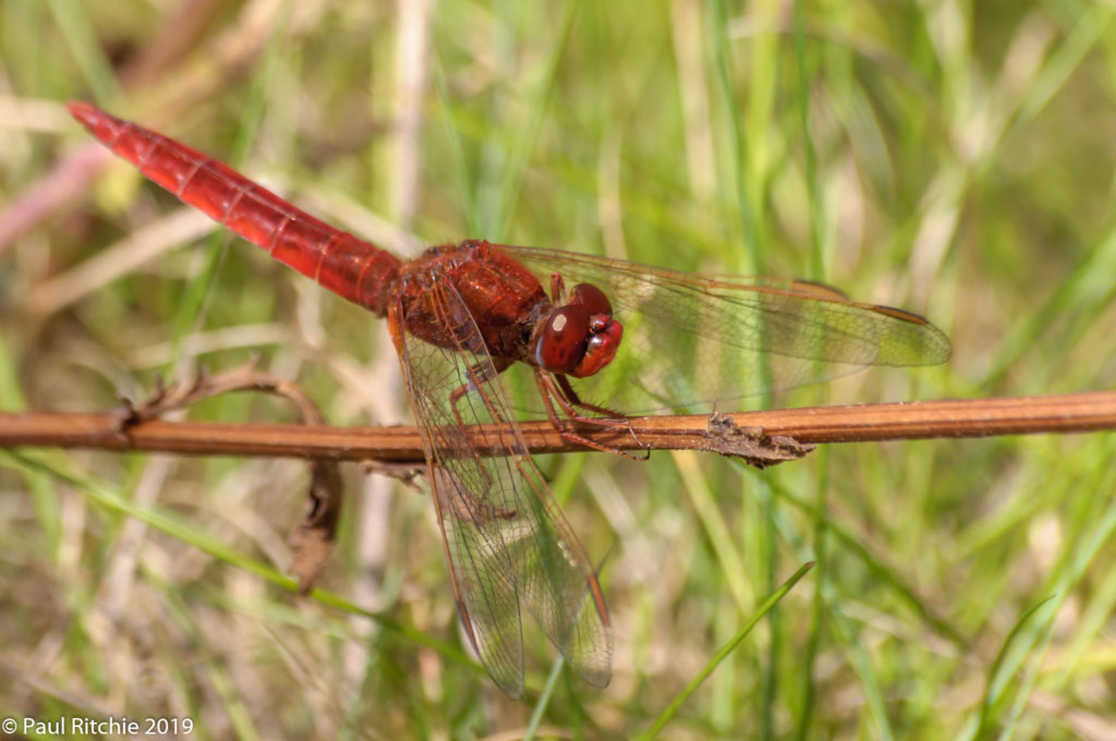 Scarlet Darter (Crocothemis erythraea) - male