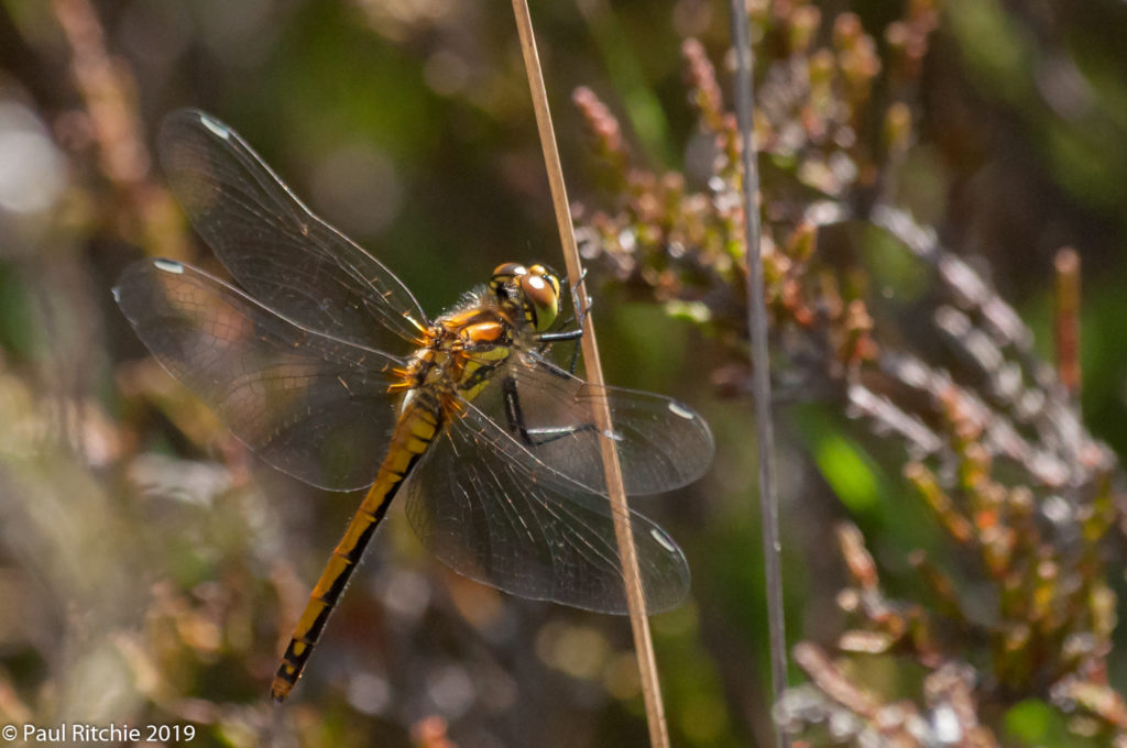 Black Darter (Sympetrum danae) - immature female