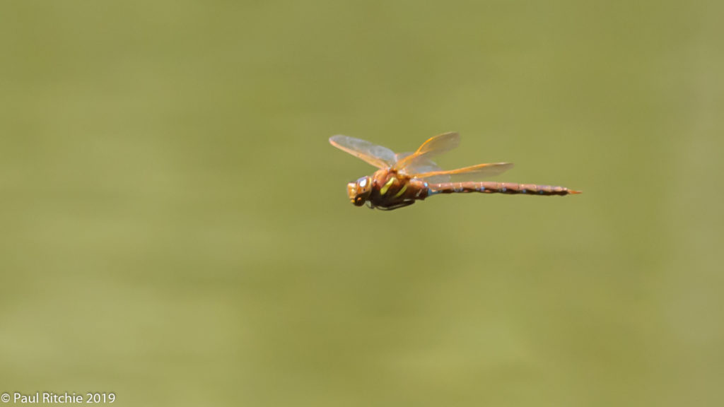 Brown Hawker (Aeshna grandis) - male on patrol