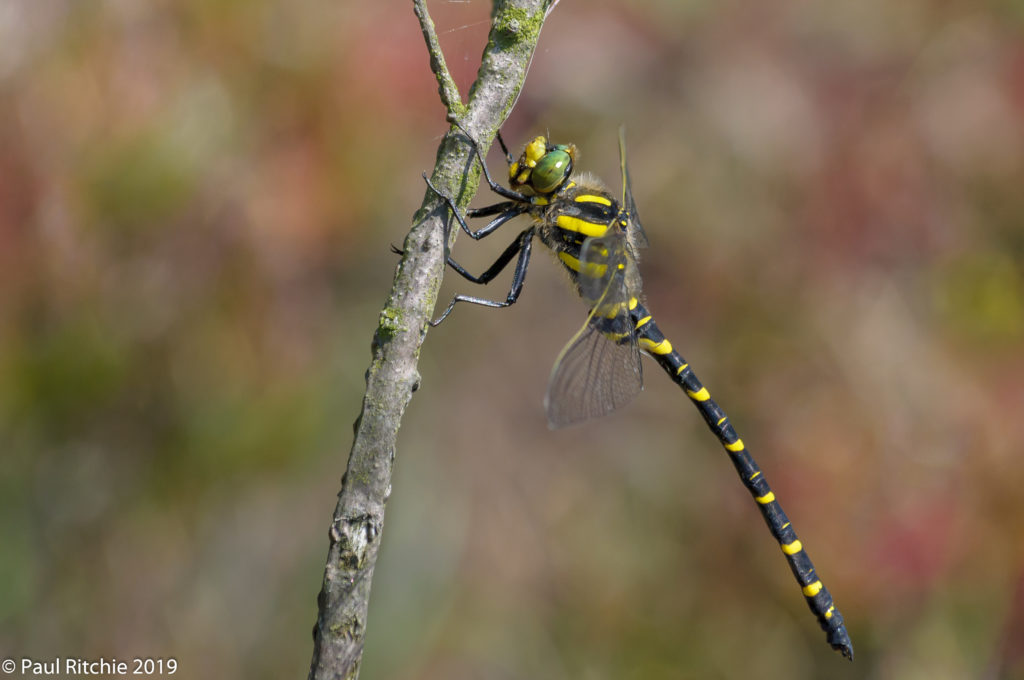 Golden-ringed Dragonfly (Cordulegaster boltonii) - male