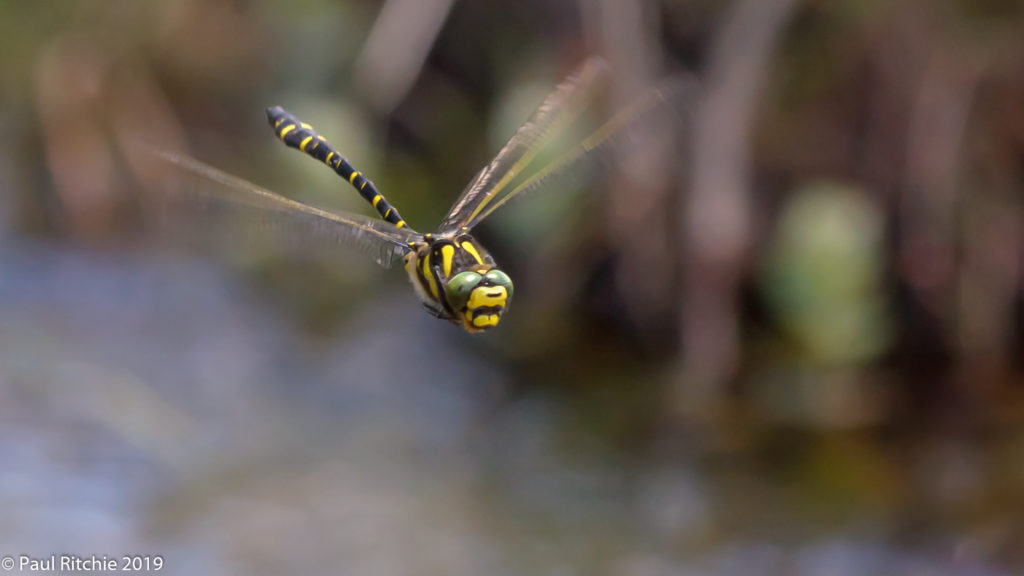 Golden-ringed Dragonfly (Cordulegaster boltonii) - male