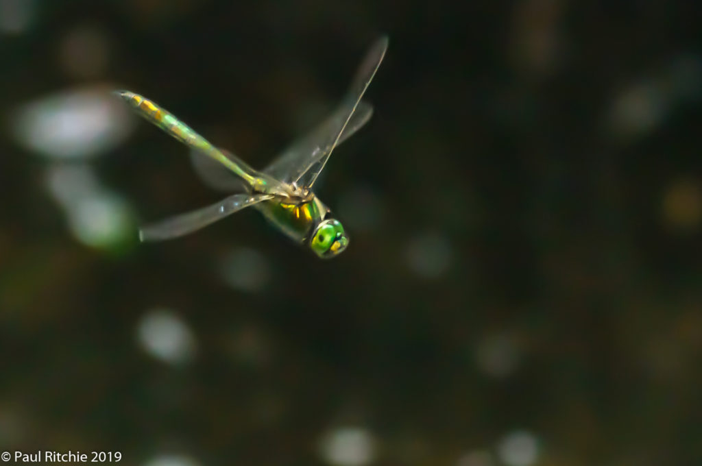 Brilliant Emerald (Somatochlora metallica) - male on patrol