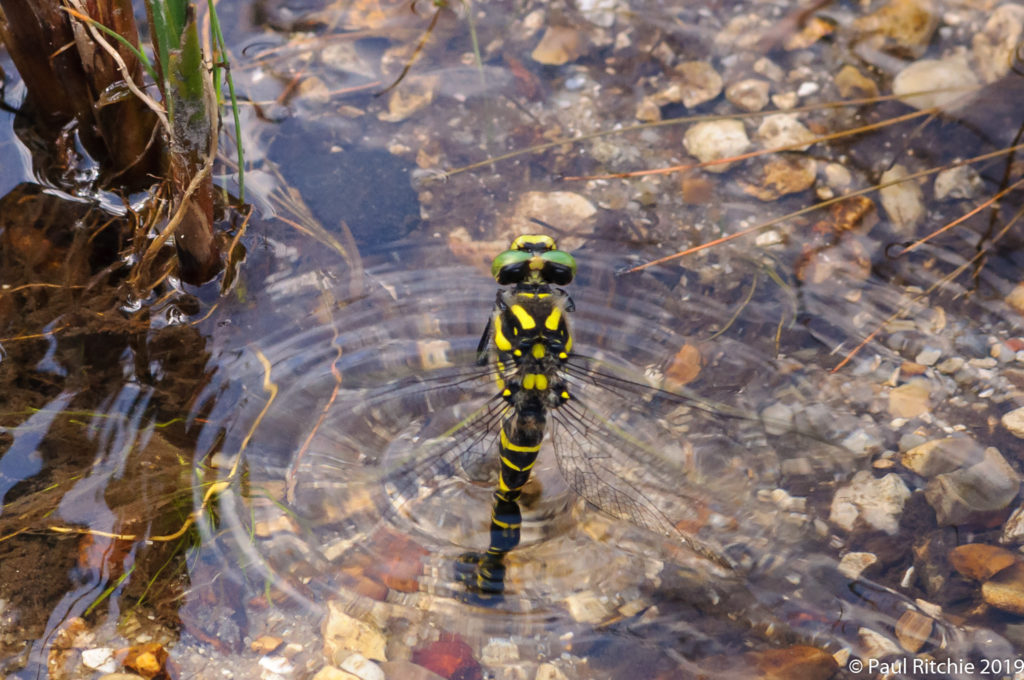 Golden-ringed Dragonfly (Cordulegaster boltonii) - female ovipositing