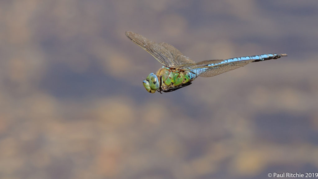 Emperor {Anax imperator) - male on patrol