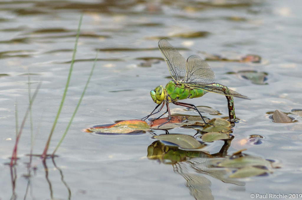 Emperor {Anax imperator) - female ovipositing