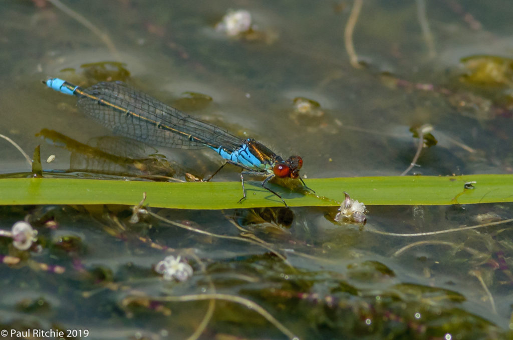 Small Red-eyed (Erythromma viridulum) - male