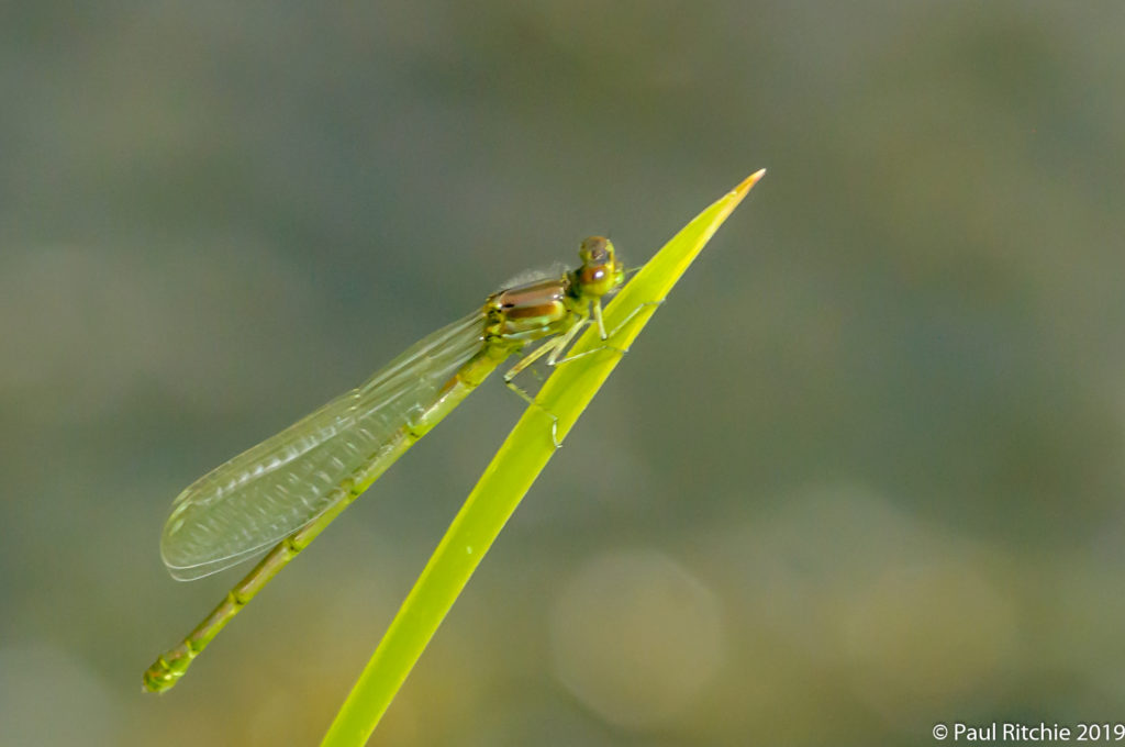 Small Red-eyed (Erythromma viridulum) - teneral female