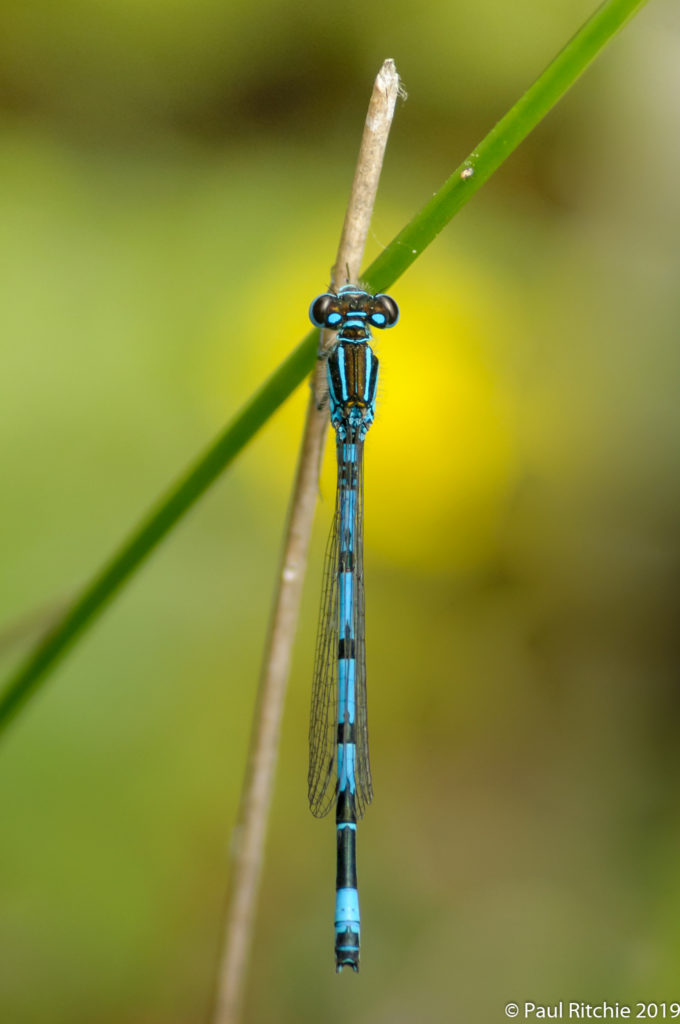 Southern Damselfly (Coenagrion mercuriale) - male