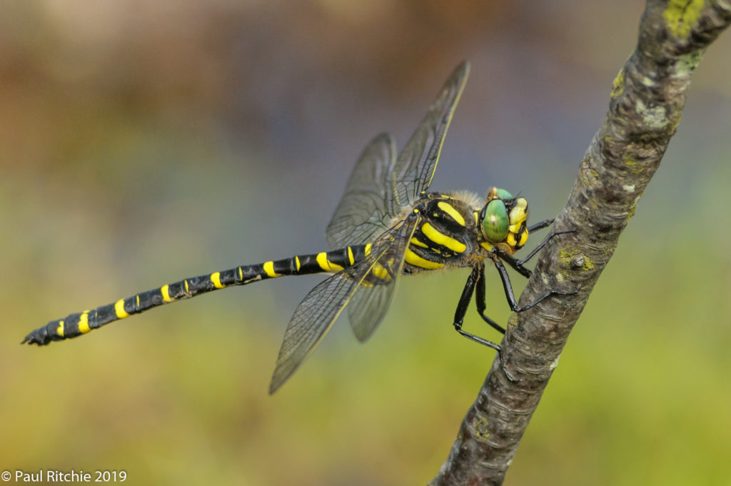 Golden-ringed Dragonfly (Cordulegaster boltonii) - male