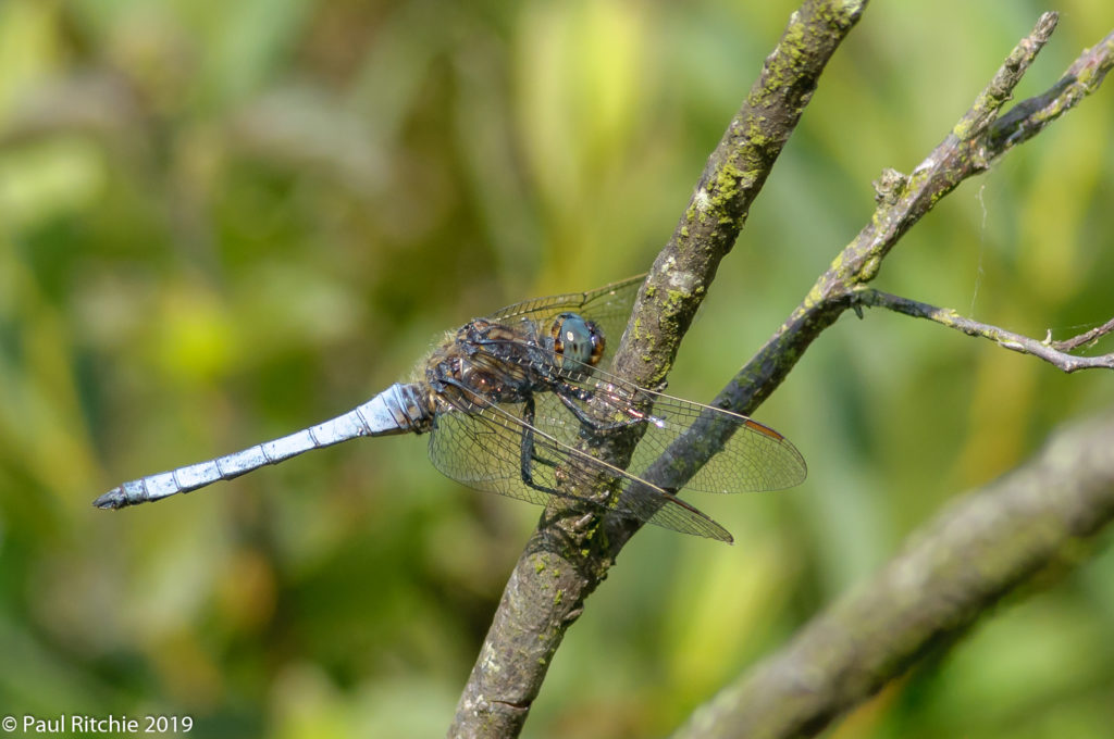 Keeled Skimmer (Orthetrum coerulescens) - male