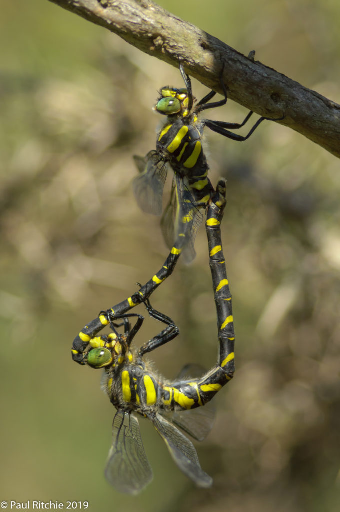 Golden-ringed Dragonfly (Cordulegaster boltonii) - pair in-cop