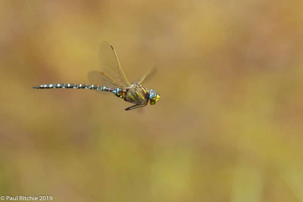 Common (Moorland) Hawker (Aeshna juncea) - male on patrol