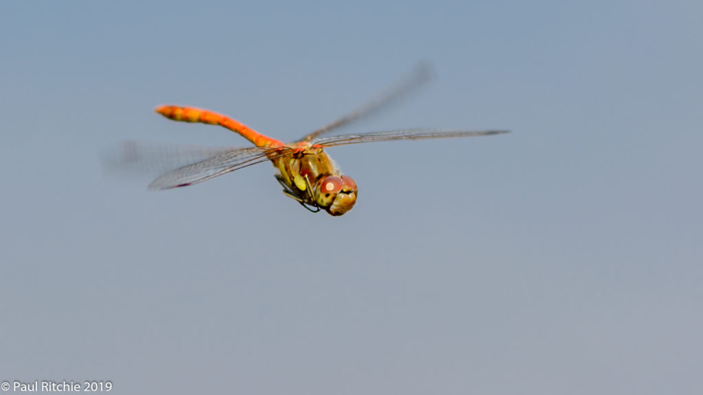 Common Darter (Sympetrum striolatum) - male