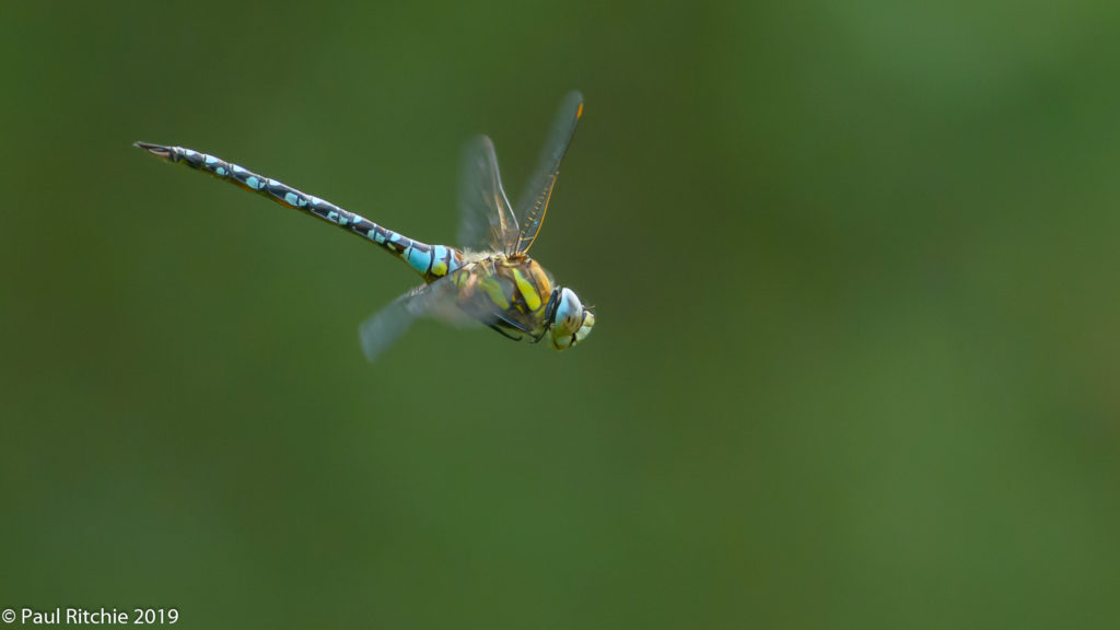 Migrant Hawker (Aeshna mixta) - male