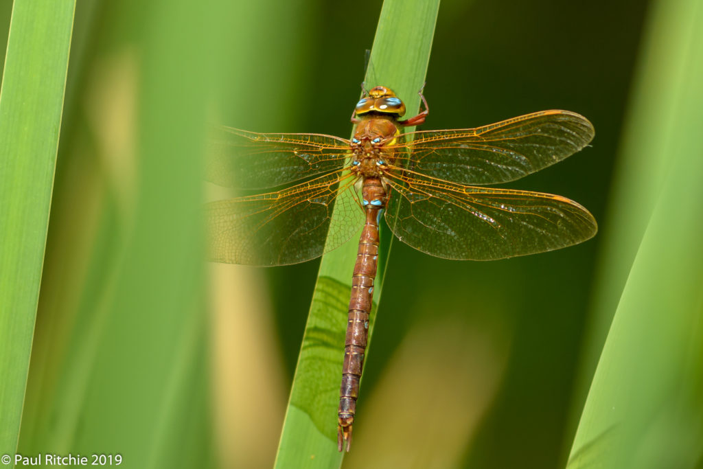 Brown Hawker (Aeshna grandis) - male