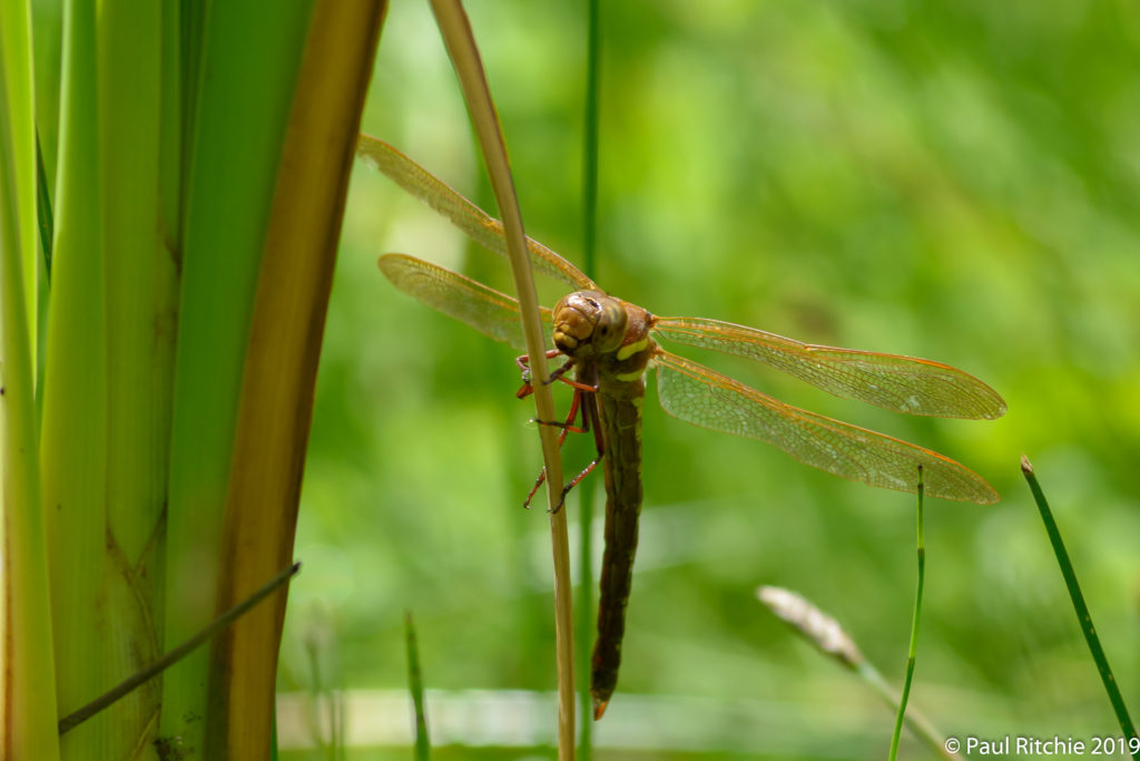 Brown Hawker (Aeshna grandis) - female