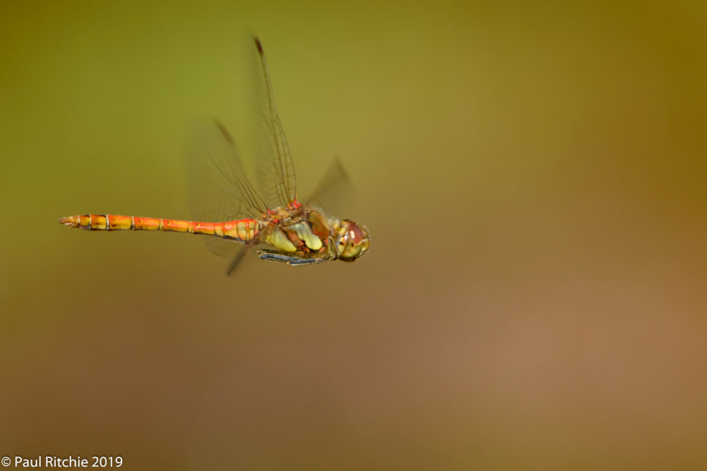 Common Darter (Sympetrum striolatum) - male