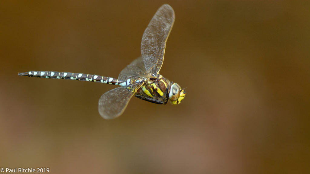 Moorland (Common) Hawker (Aeshna juncea) - male