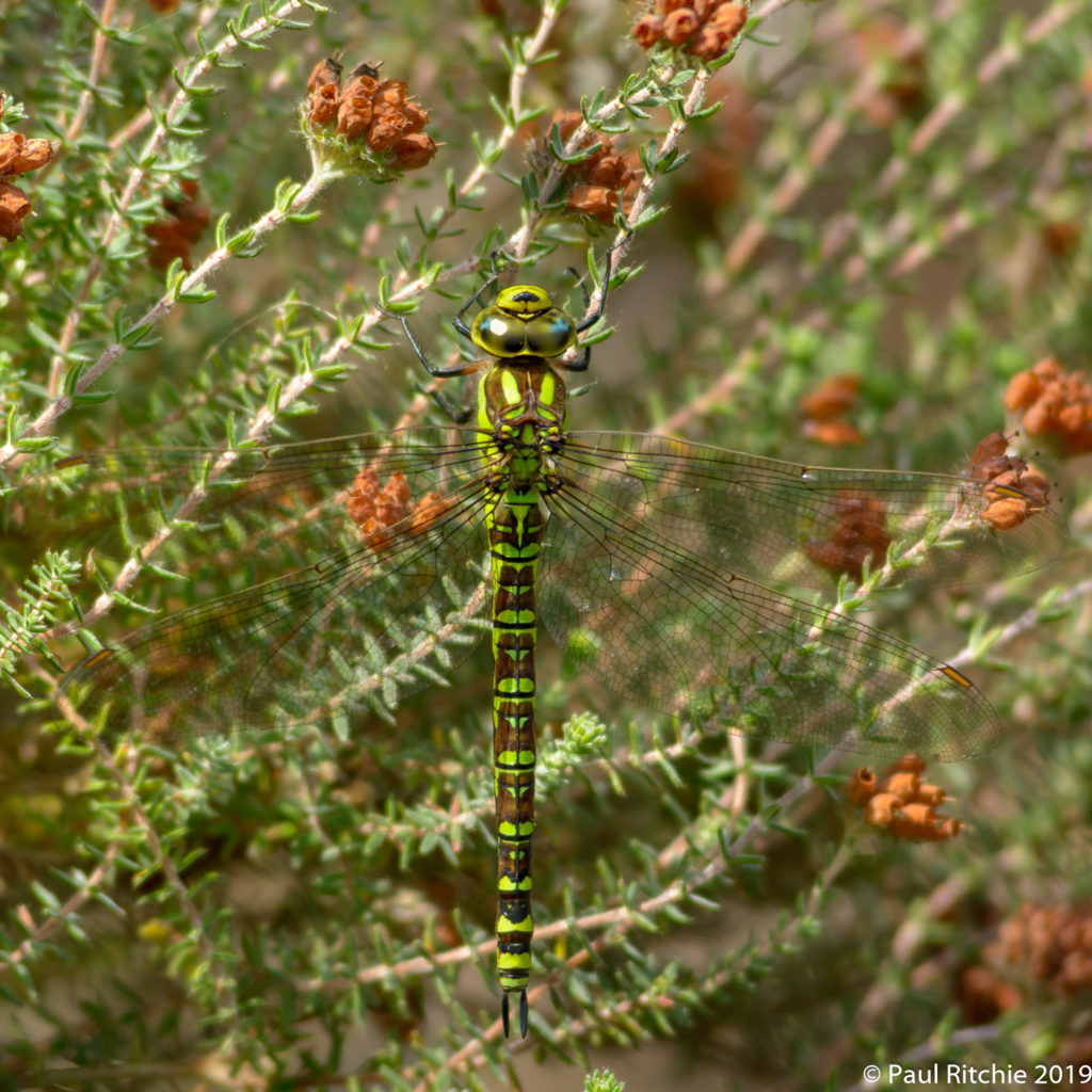 Southern Hawker (Aeshna cyanea) - female